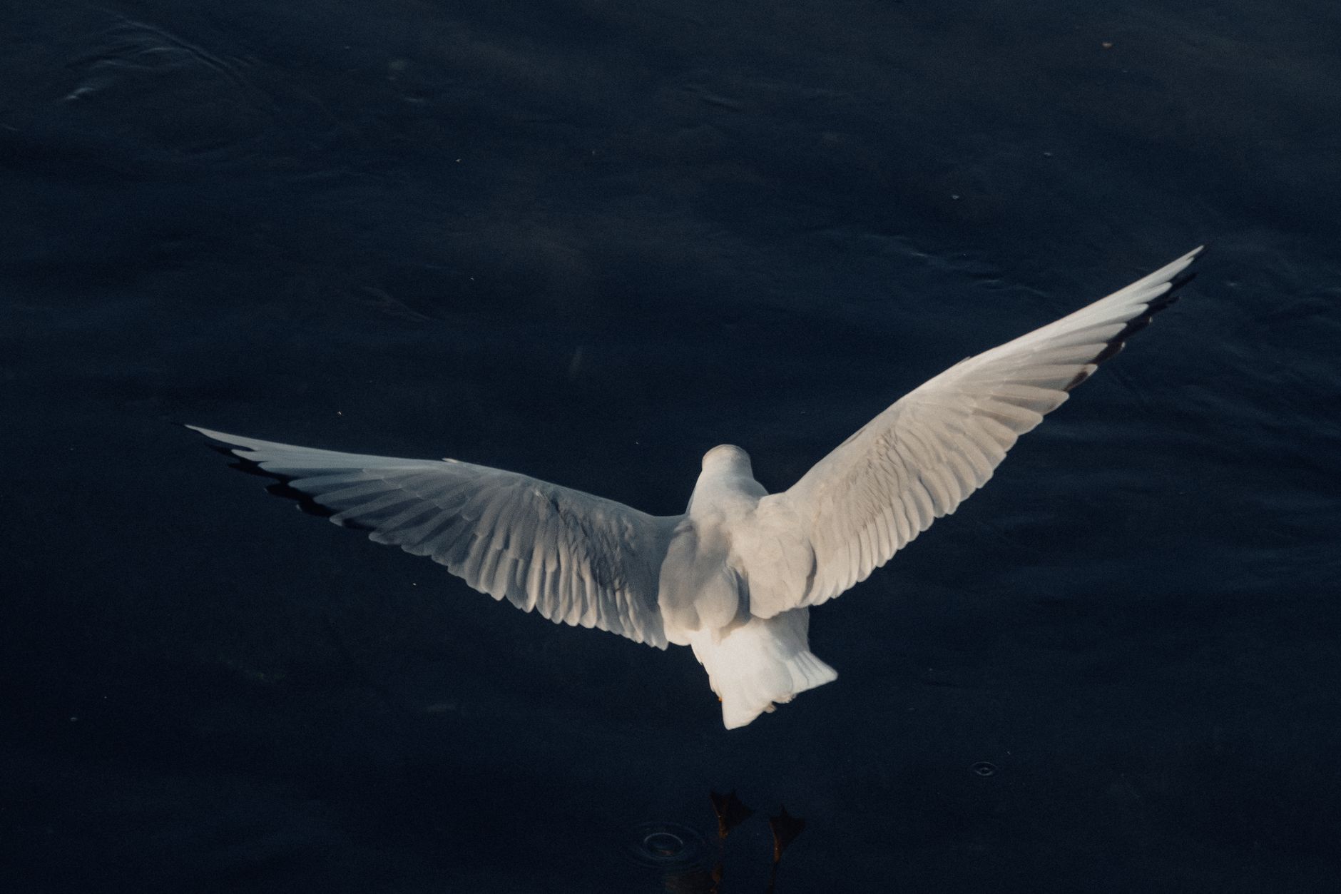 wings